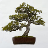 Kew 英国王立植物園 キューガーデン 盆栽 BONSAI イラスト Tシャツ 丈長 71cm Sサイズ