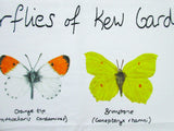 Kew Royal Botanic Gardens キュー 王立植物園 植物園のバタフライ ちょうちょ 蝶 図鑑 ティータオル キッチンクロス ふきん 英国製